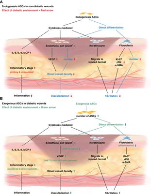 Adipose-Derived Stem Cells for the Treatment of Diabetic Wound: From Basic Study to Clinical Application